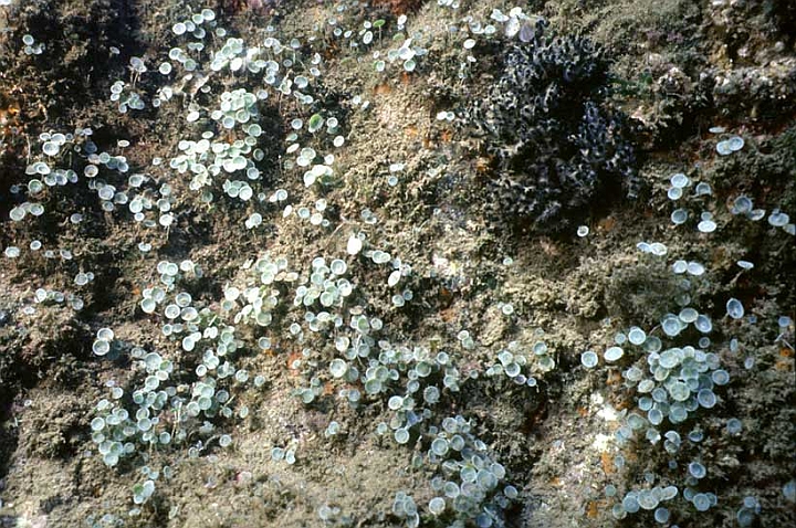 06 Acetabularia mediterranea.jpg